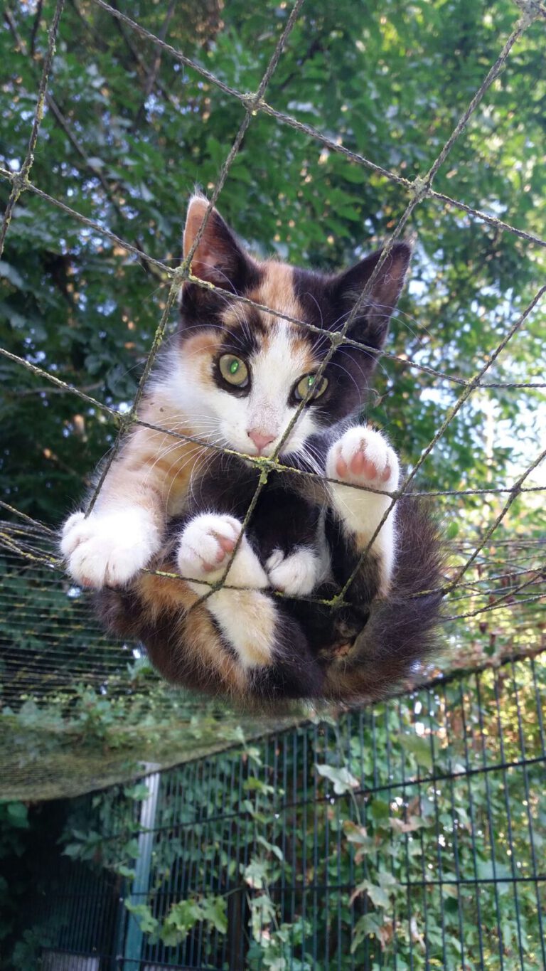 Katze Sheila | Hilfe für Katzen in Not e.V.